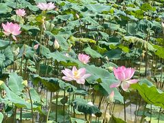 -观澜湖旅游度假区