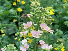 -天适樱花悠乐园
