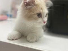 -御宝贝·A梦猫科宠物医院(国际猫友好医院)