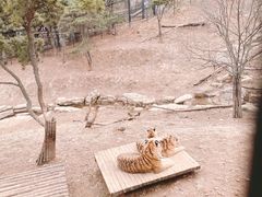 -大连森林动物园