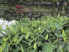 -映月湖公园