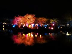 -东湖磨山景区樱花园-停车场