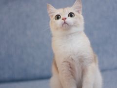-Bastet sally猫舍购宠(静安店)