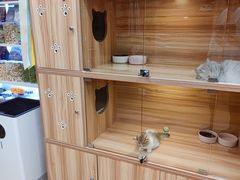 -猫十亿·布偶金渐层·曼基康矮脚猫舍(青年路店)