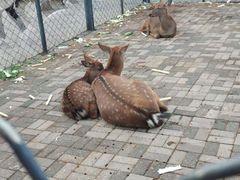 -长白岛森林公园