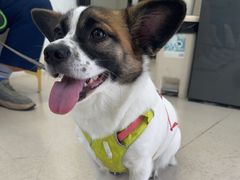 -爱妮康宠物医院·干细胞免疫细胞·肿瘤·心脏(张江店)