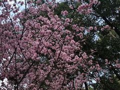 -武汉大学-樱园