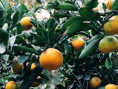 -呼吸森林·生态农庄农家乐私房菜