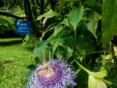 -中国科学院西双版纳热带植物园