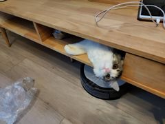 -艾贝尔宠物诊疗