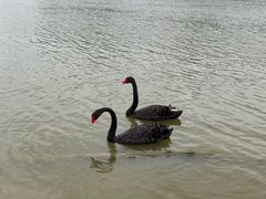 -盐城丹顶鹤湿地生态旅游区