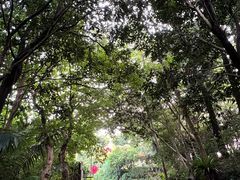 -深圳仙湖植物园