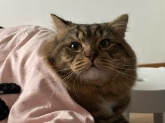 -艾贝尔宠物医院·24H转诊中心·肿瘤猫专科(江宁双龙店)