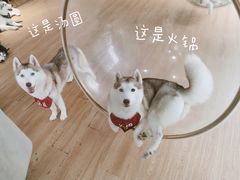 -Husky Go! 哈士奇体验馆·宠物咖啡厅狗咖