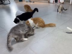 -Heymao猫咖.咖啡厅(东门店)