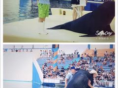 -秦皇岛乐岛海洋王国