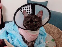 -中农大我爱我爱动物医院·核磁CT·猫病·24小时夜诊中心(石佛营店)