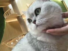 -猫和宫(六道口店)