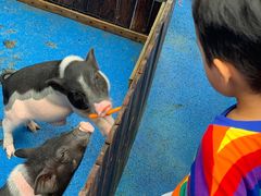 -上海崇明金茂凯悦酒店