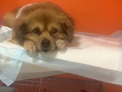 -瑞派福兴宠物医院犬猫全科·骨科·中西医结合(河东店)