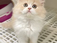-lincat·猫舍(广州店)