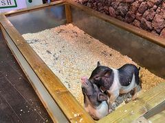 -正佳雨林生态植物园