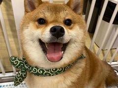 -逗柴咖啡屋·狗咖猫咖宠物桌游