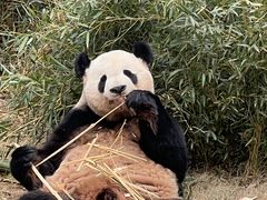 -灵玲国际马戏城