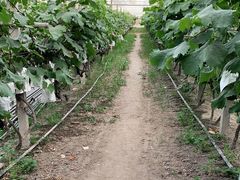 -马陆小张葡萄园农家乐