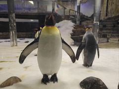 -悉尼海洋生物水族馆