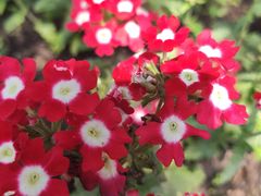 -黑龙江省森林植物园