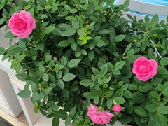 -哈根达斯(龙湖时代天街店)