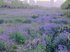 -汉长安城未央宫国家考古遗址公园