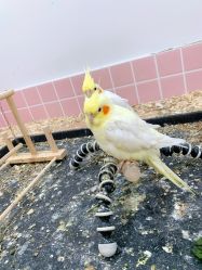-Moni星球萌宠·小马宝莉·灵蛇·高端高阶全萌宠互动体验俱乐部(红豆国际广场店)