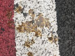 -顽皮家族宠物医院(浦东北园路分院)