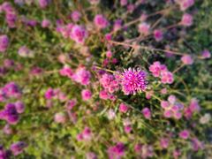 -径山花海