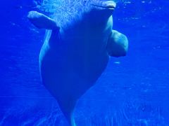 -泉城欧乐堡海洋极地世界