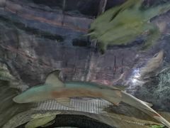 -绍兴梦享海洋公园