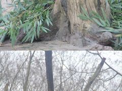 -都江堰中华大熊猫苑