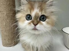 -十月米努特矮脚猫舍