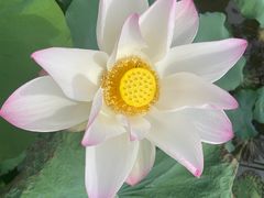 -曼听御花园
