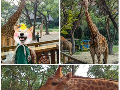 -广州长隆野生动物世界