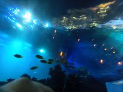 -海棠湾洲际-涛·海底餐厅·美人鱼·自助餐·海底隧道