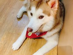 -Husky Go! 哈士奇体验馆·宠物咖啡厅狗咖