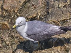 -摩天岭风景区
