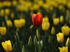 -大宁郁金香公园-停车场