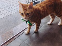 -PETKIT小佩宠物(古北店)