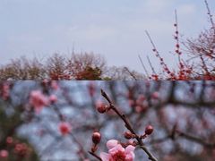 -梅花山(明孝陵内)