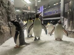 -悉尼海洋生物水族馆