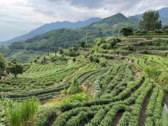 -杨家堂村